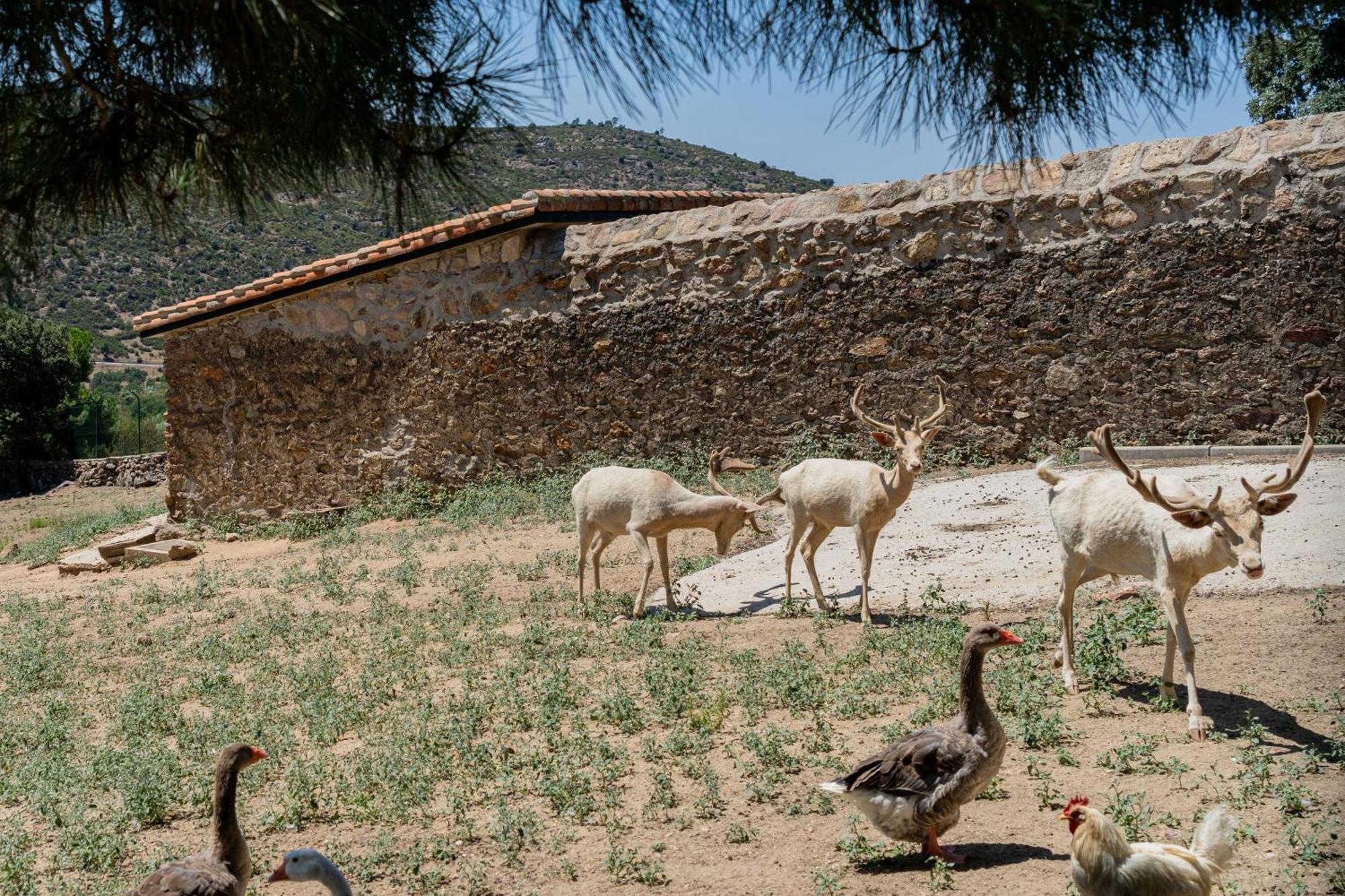 Casa Rural Los Olivos De Robledo De Chavela La Estacion Zewnętrze zdjęcie